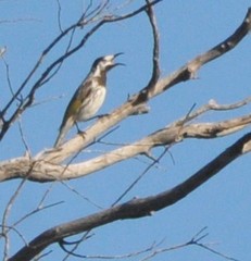 Purnella albifrons
