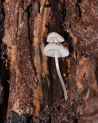 Mycena carmeliana