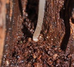 Mycena carmeliana