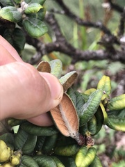 Metrosideros rugosa