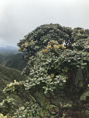 Metrosideros rugosa