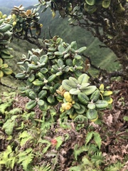 Metrosideros rugosa