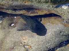 Istiblennius