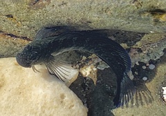 Istiblennius