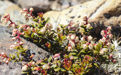 Gaultheria colensoi