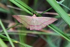 Rhodostrophia calabra