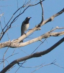 Purnella albifrons