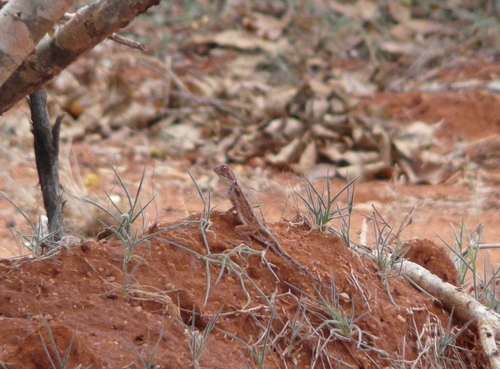 Agama persimilis