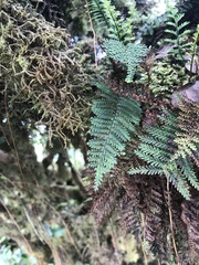 Adenophorus tamariscinus