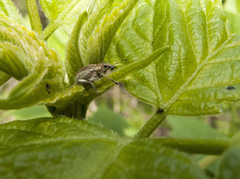 Sciaphobus squalidus