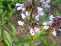 Stachys riederi