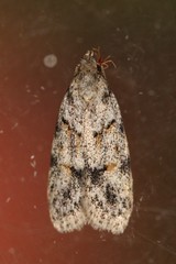 Symmoca signatella