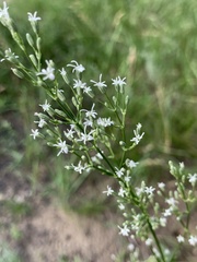 Silene wolgensis