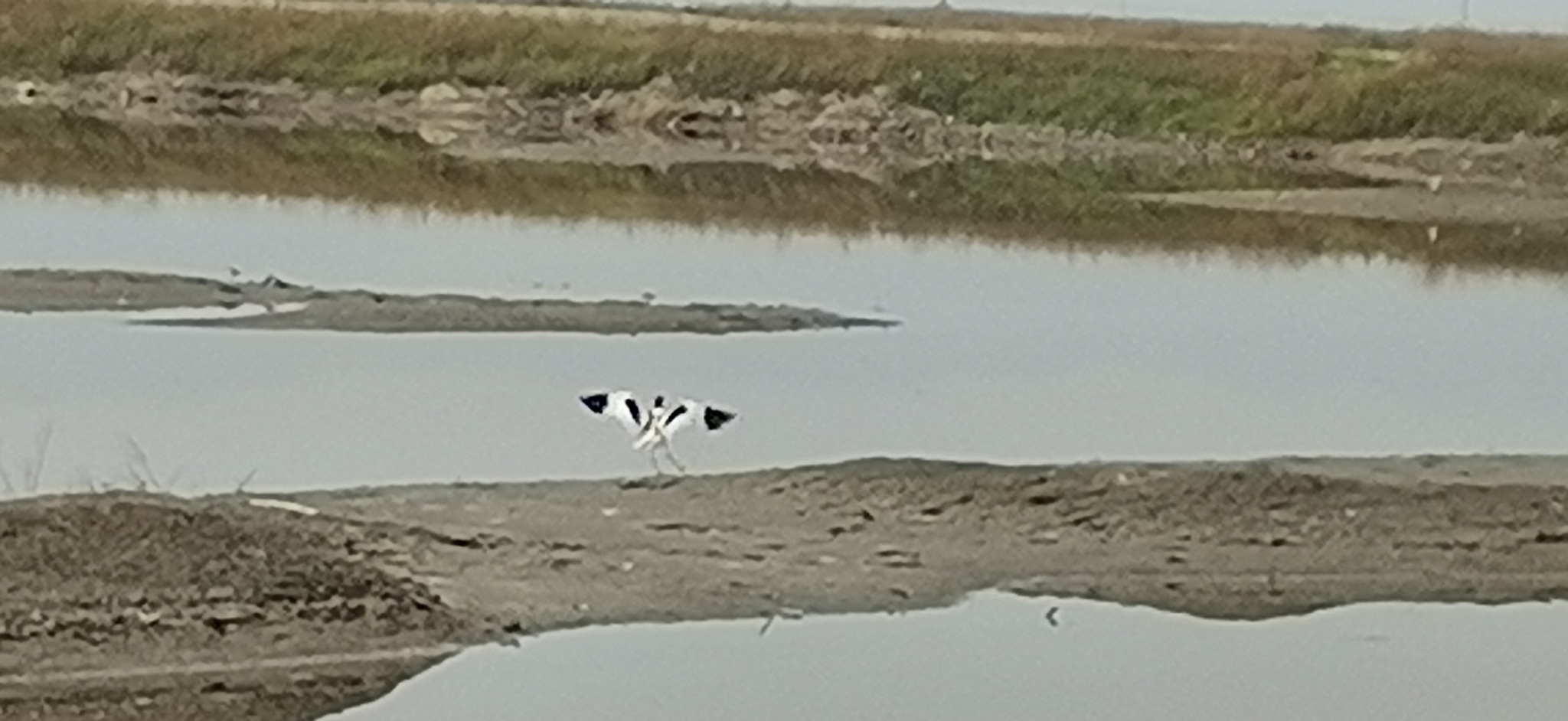 Pied Avocet