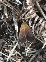 Ophiusa disjungens