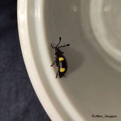 Eumorphus quadriguttatus