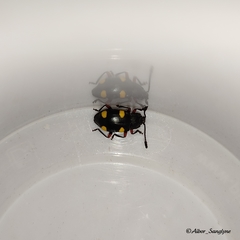 Eumorphus quadriguttatus