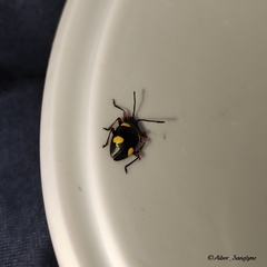 Eumorphus quadriguttatus