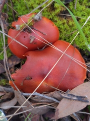 Cortinarius persplendidus