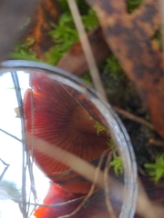 Cortinarius persplendidus