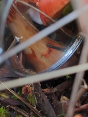 Cortinarius persplendidus