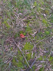 Cortinarius persplendidus