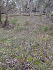 Cortinarius persplendidus