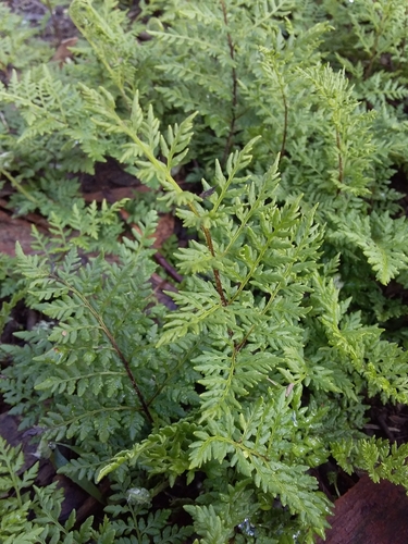 Rock Fern