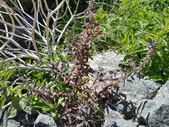 Stemodia durantifolia