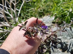 Stemodia durantifolia