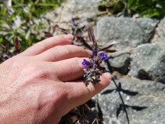 Stemodia durantifolia