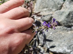 Stemodia durantifolia