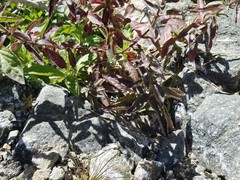 Stemodia durantifolia