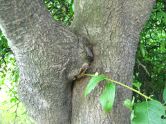 Ilex macropoda pseudomacropoda