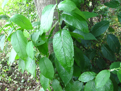 Ilex macropoda pseudomacropoda