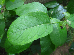 Ilex macropoda pseudomacropoda