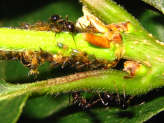 Lasius spathepus
