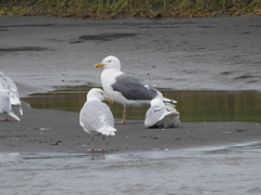 Larus schistisagus × hyperboreus