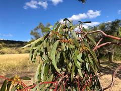 Eucalyptus argophloia