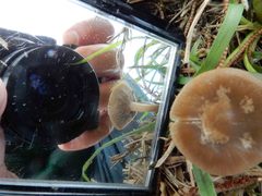 Singerocybe clitocyboides