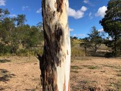 Eucalyptus argophloia