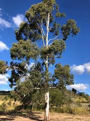 Eucalyptus argophloia