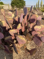 Opuntia santa-rita