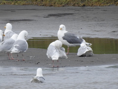 Larus schistisagus × hyperboreus