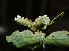Heliotropium ellipticum