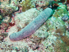 Holothuria edulis