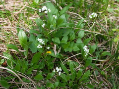 Valeriana saxatilis