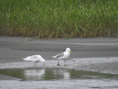 Larus schistisagus × hyperboreus