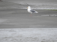 Larus schistisagus × hyperboreus
