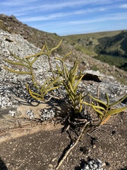 Tridactyle tridentata